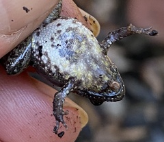 Crinia pseudinsignifera