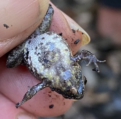 Crinia pseudinsignifera