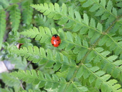Coccinella septempunctata