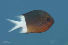 Acanthochromis