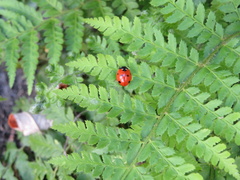 Coccinella septempunctata