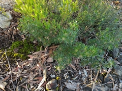 Pultenaea petiolaris