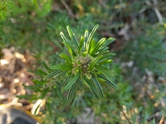 Pultenaea petiolaris