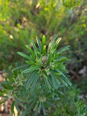 Pultenaea petiolaris