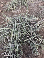 Cissus quadrangularis