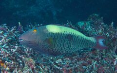 Cetoscarus bicolor