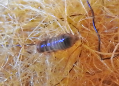 Anthrenus scrophulariae