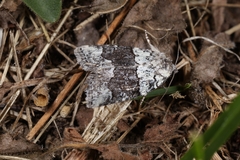 Bryophila amoenissima