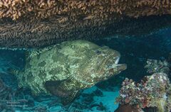 Epinephelus fuscoguttatus
