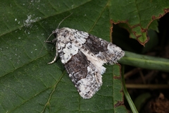 Bryophila amoenissima