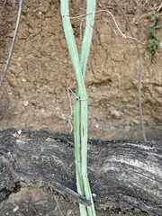 Cissus quadrangularis