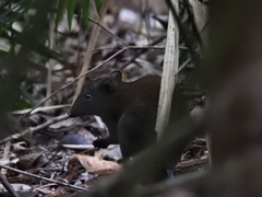 Hypsiprymnodon moschatus