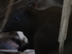 Hypsiprymnodon moschatus