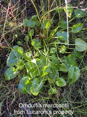 Ornduffia marchantii