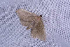 Philereme vetulata