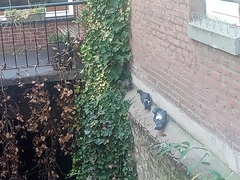 Columba livia domestica