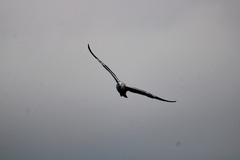 Larus dominicanus dominicanus