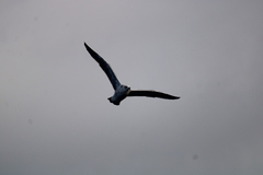 Larus dominicanus dominicanus