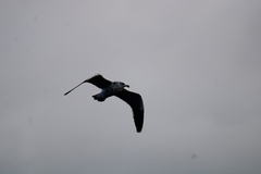 Larus dominicanus dominicanus