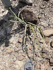 Cissus quadrangularis