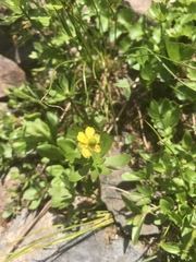 Ranunculus inamoenus