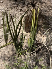 Sansevieria cylindrica