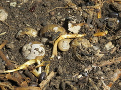 Polygyra