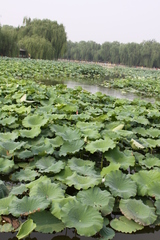 Nelumbo nucifera
