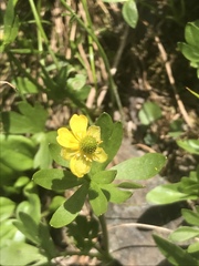 Ranunculus inamoenus