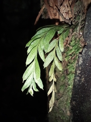 Tmesipteris tannensis