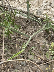 Cissus quadrangularis