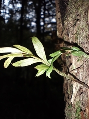 Tmesipteris tannensis