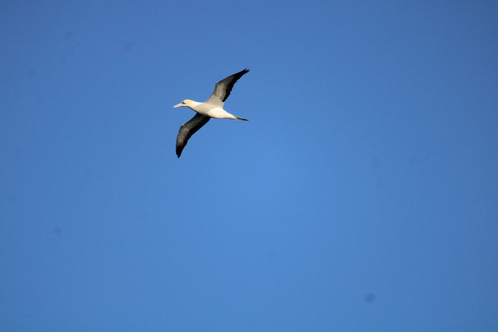 Australasian Gannet from West Coast, New Zealand on July 23, 2022 at 03 ...