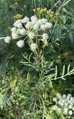 Angelica capitellata