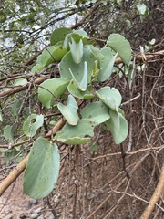 Cissus rotundifolia