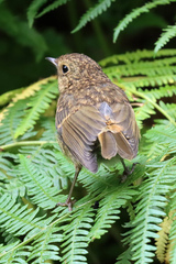 Phoenicurus phoenicurus