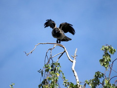 Corvus cornix