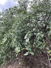 Salvadora