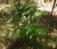 Pteridium aquilinum feei