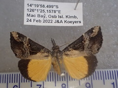 Dichromia quinqualis