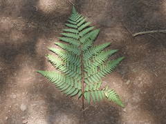 Pteridium aquilinum feei