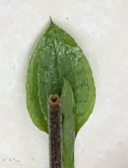 Pterostylis nana