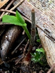 Pterostylis nana