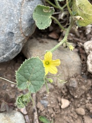 Cucumis dipsaceus