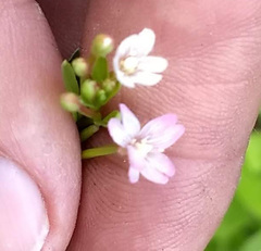 Epilobium glaberrimum glaberrimum