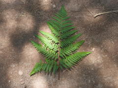 Pteridium aquilinum feei