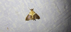 Aetholix flavibasalis