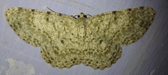 Racotis boarmiaria
