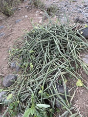 Cissus quadrangularis