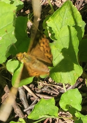 Argynnis paphia
